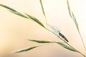Germany Wildlife Photos Prints: Macro image of an insect in Germany