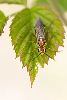 Insect Macro Photography Prints: Macro image of an insect in Germany