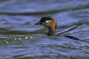 Agami Print of Madagascar Grebe Swimming in a Small Lake
