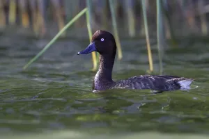 November Prints: Madagascar Pochard Print - Small Lake Scene