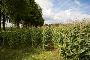 Corn Field Landscape Photo Prints: Maisveld, Cornfield