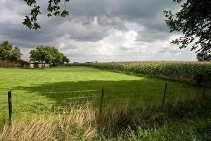Dutch Farmland Scenery Prints: Maisveld, Cornfield