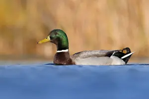 Anas Platyrhynchos Species Prints: Mallard