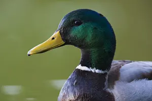Mallard Bird Prints: Mallard