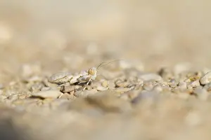 Sultanate Of Oman Nature Prints: Mantis, Oman, Larvae