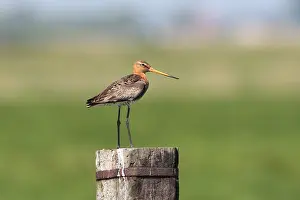 Wildlife Photography Techniques Prints: manual updated