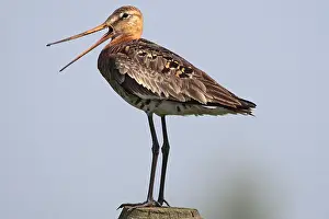 Bird Photography Guide Prints: manual updated