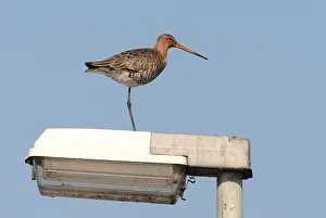Bird Species Identification Guide Prints: manual updated