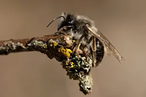 European Wildlife Photography Tips Prints: manual updated
