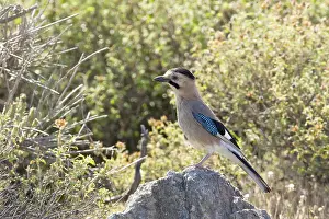 Wildlife Photography Greece Prints: manual updated