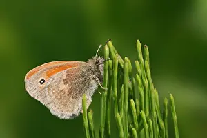 Small Heath Butterfly Prints: manual updated