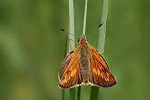 Large Skipper Butterfly Prints: manual updated