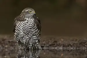 Eurasian Sparrowhawk Habitat Prints: manual updated