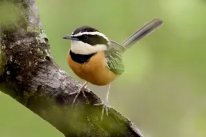 Peru Bird Species Prints: Maranon Crescentchest