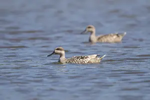 Side View Bird Photography Prints: Marbled Duck