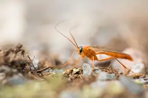 Hamburg Wildlife Photography Prints: Marco image of an insect