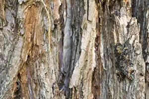 Lepidoptera Species Images Prints: Marco image of an insect