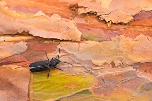 Insect Metamorphosis Process Prints: Marco image of an insect
