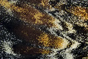 Lepidoptera Species Prints: Marco image of an insect
