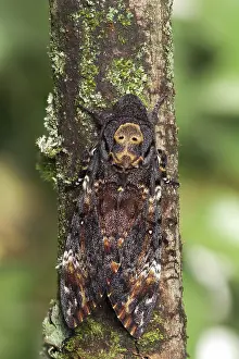 Lepidoptera Species Prints: Marco image of an insect