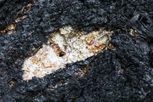 Russian Wildlife Images Prints: Marco image of an insect