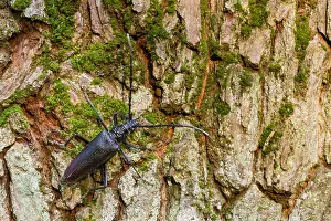 German Wildlife Fauna Images Prints: Marco image of an insect