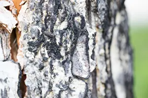 Images Dated 16th June 2019: Marco's Leperina squamulosa Print, Baikal Imago