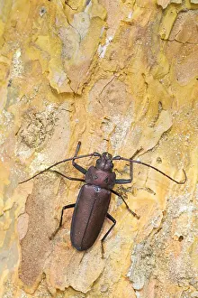 German Wildlife Photos Prints: Marco image of an insect