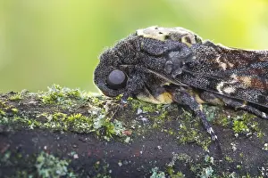Lepidoptera Species Prints: Marco image of an insect
