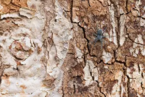 German Nature Images Prints: Marco image of an insect
