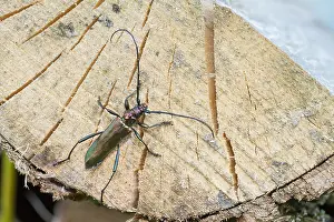 Germany Wildlife Images Prints: Marco image of an insect