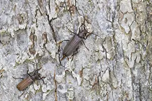 Germany Wildlife Images Prints: Marco image of an insect