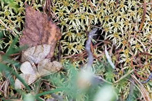 Wildlife In Russia Prints: Marco image of an insect