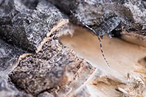 Wildlife In Russia Prints: Marco image of an insect