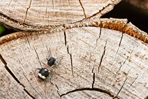 Outdoor Wildlife Photography Tips Prints: Marco image of an insect