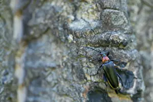 Russian Wildlife Images Prints: Marco image of an insect