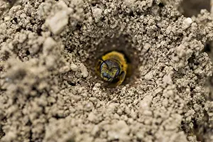 German Wildlife Nature Images Prints: Marco image of an insect