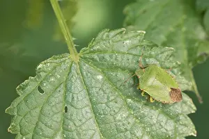 Marco's Green Shield Bug Print, Germany
