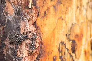 Wildlife Photography Russia Prints: Marco image of an insect