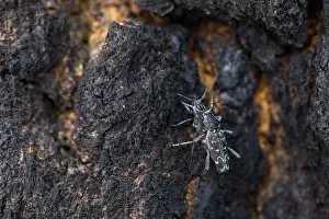 Russian Wildlife Images Prints: Marco image of an insect