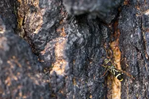 Wildlife In Russia Prints: Marco image of an insect