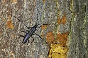 German Wildlife Fauna Images Prints: Marco image of an insect