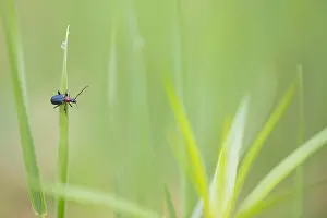 Russian Nature Photography Prints: Marco image of an insect