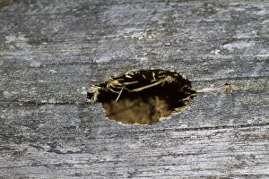 Germany Wildlife Images Prints: Marco image of an insect