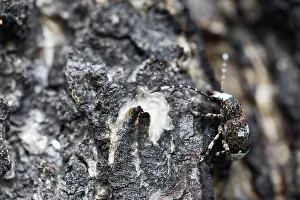 Images Dated 16th June 2019: Marco Print of Anthribus albinus Insect