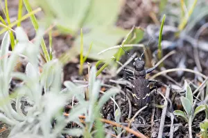 Marco image of an insect
