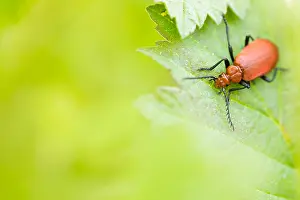 May Prints: Marco's Pyrochroa serraticornis Print