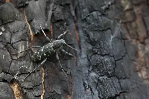 Russian Wildlife Photography Prints: Marco image of an insect