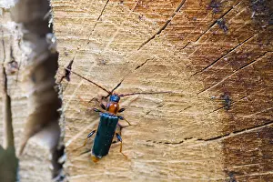 Images Dated 13th June 2013: Marco's Print of Phymatodes testaceus Imago