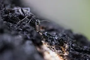 Russian Wildlife Photography Prints: Marco image of an insect